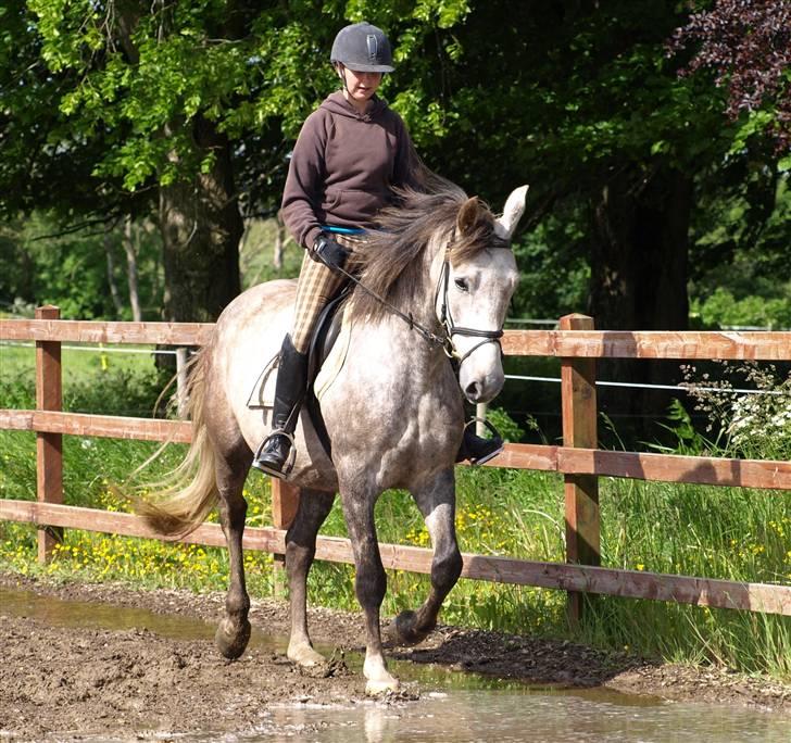 Anden særlig race Ørum´s Ayrton billede 2
