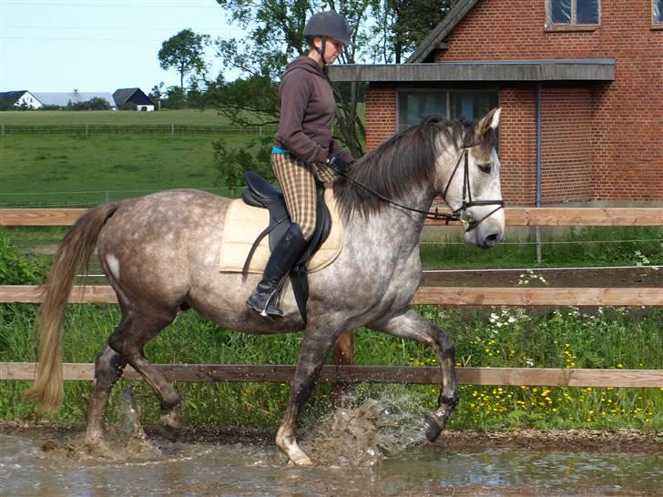 Anden særlig race Ørum´s Ayrton billede 3