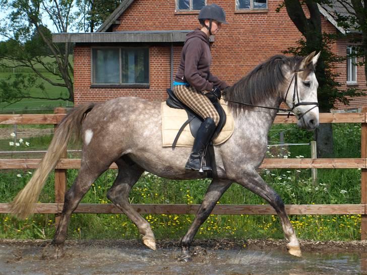 Anden særlig race Ørum´s Ayrton billede 4