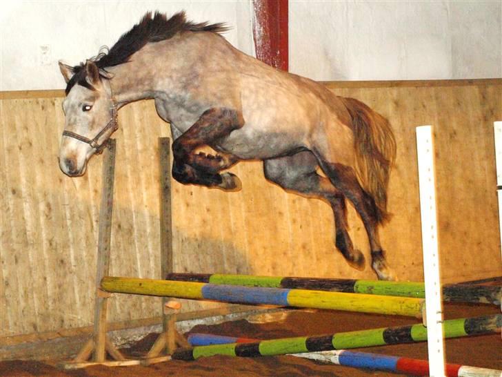 Anden særlig race Ørum´s Ayrton billede 5