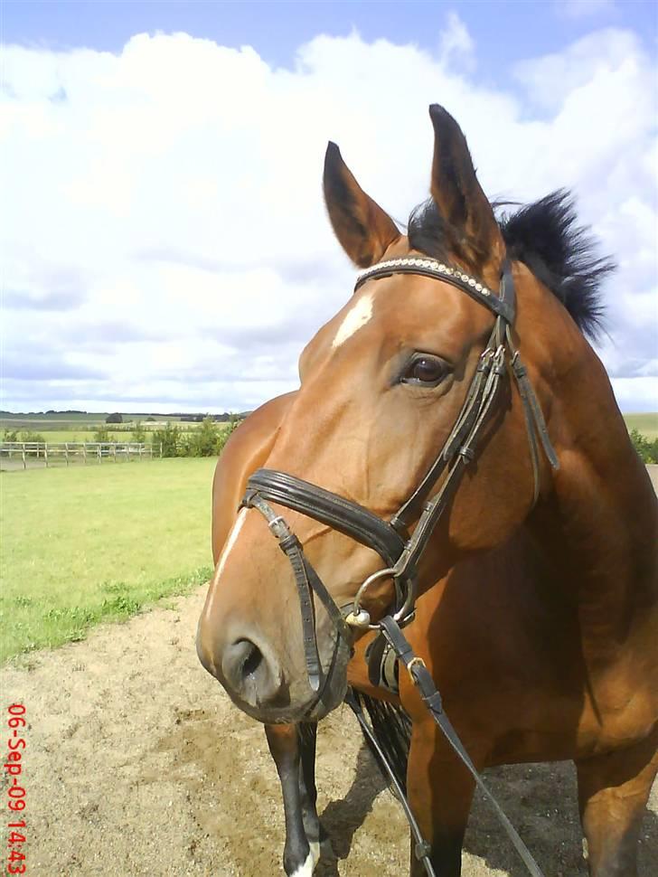 Dansk Varmblod chateau - velkommen til chateau´s profil  billede 1