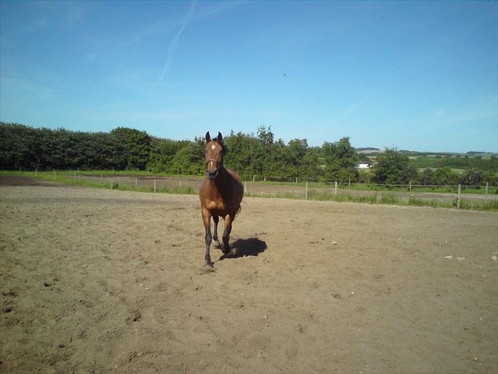 Dansk Varmblod chateau - wee (:  (vestbirk ridecenter) billede 2