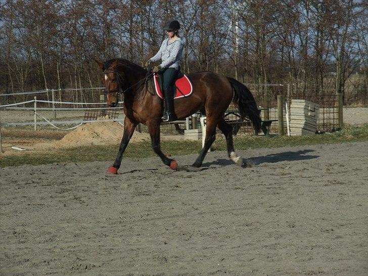 Dansk Varmblod chateau billede 3