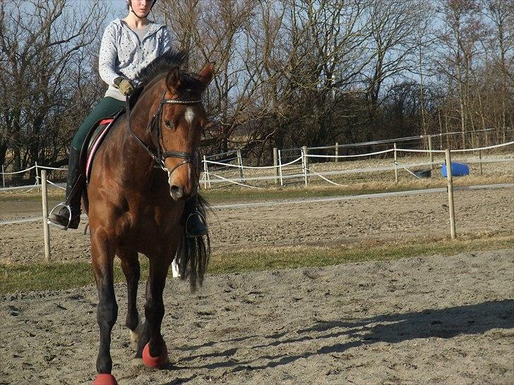 Dansk Varmblod chateau billede 4