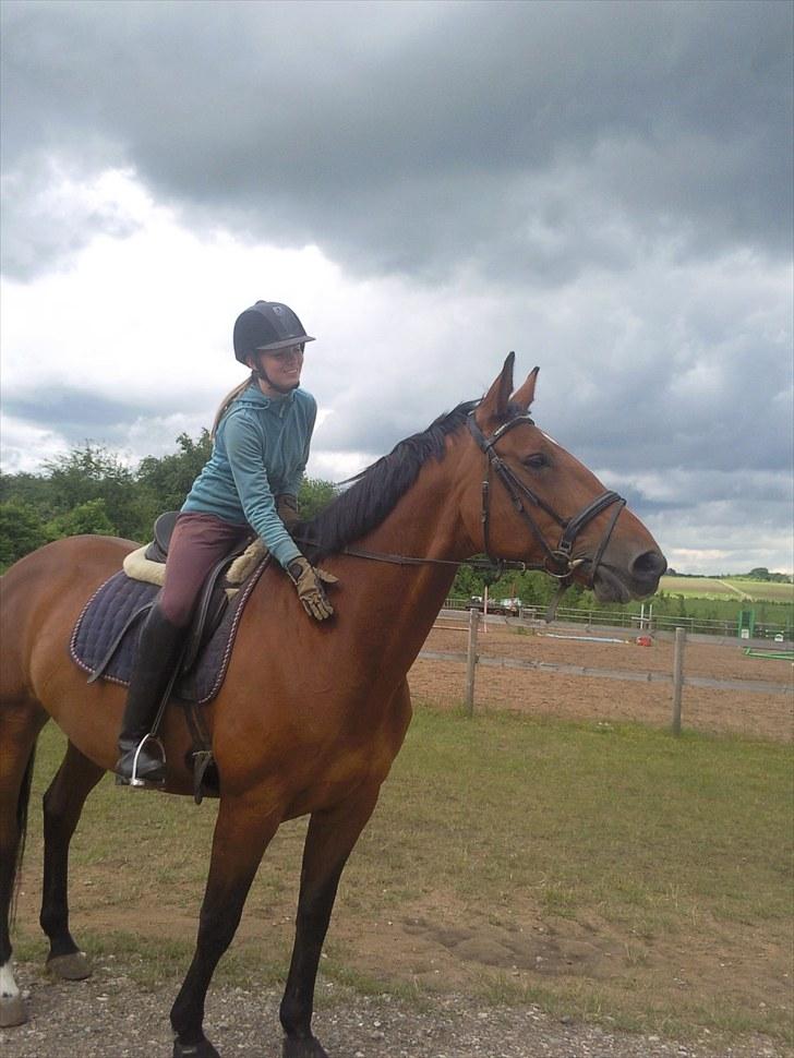 Dansk Varmblod chateau - Et lille klap til den sødeste hest <3 (:   (vestbirk ridecenter) billede 5
