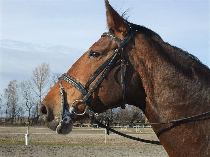 Dansk Varmblod chateau billede 6