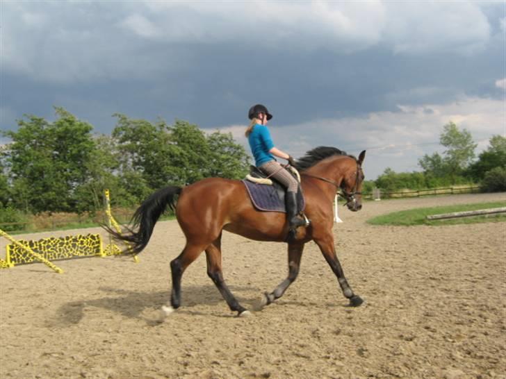 Dansk Varmblod chateau - smukke chateau billede 7