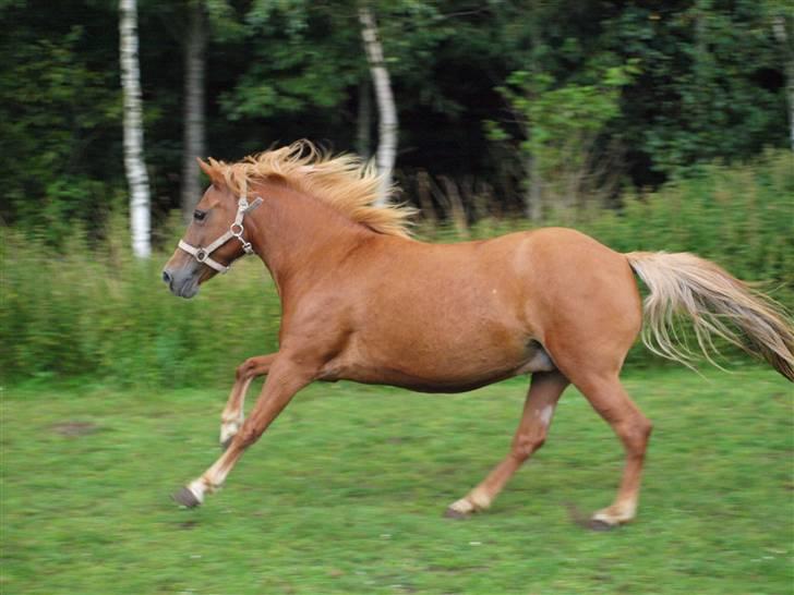 Anden særlig race Sacha(SOLGT) billede 1