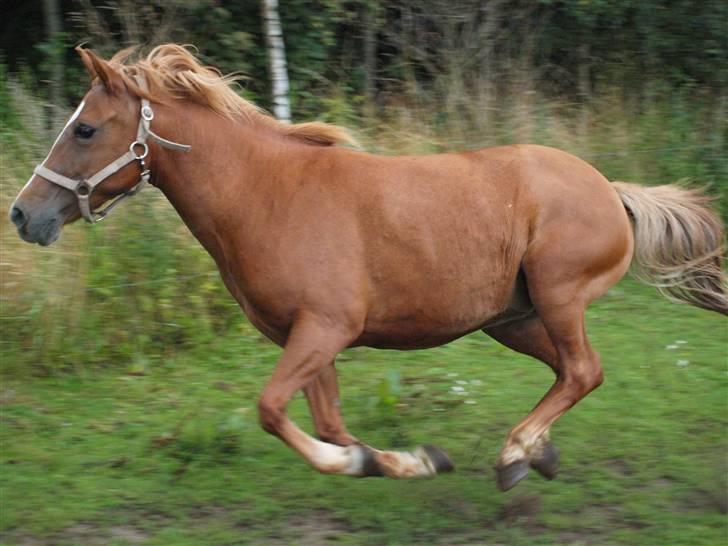 Anden særlig race Sacha(SOLGT) billede 3