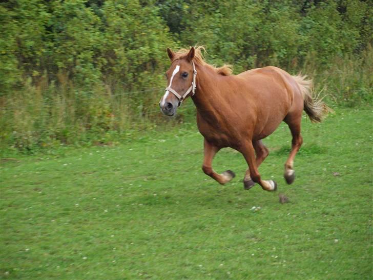 Anden særlig race Sacha(SOLGT) billede 7