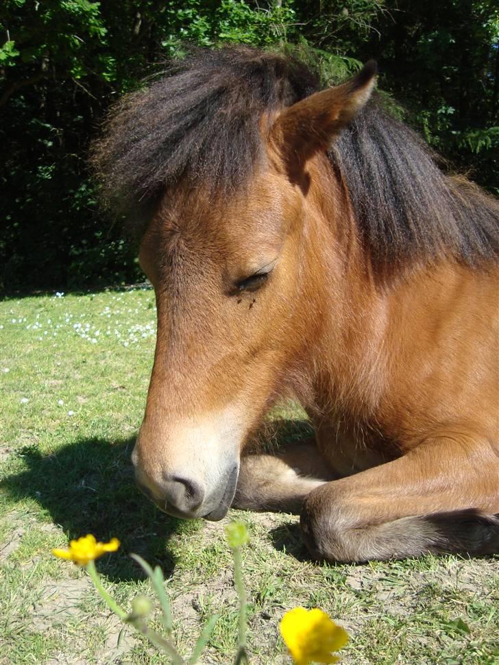 Islænder Myra || fra Dalsgaard billede 12