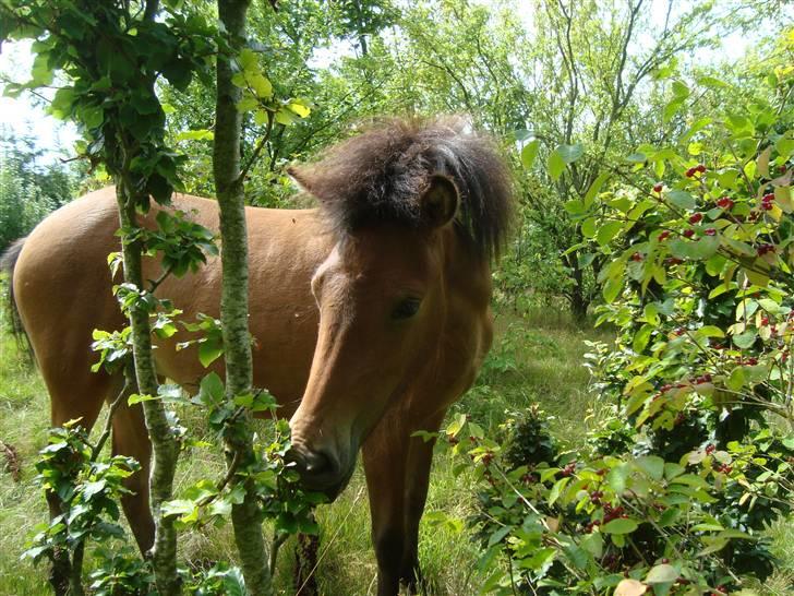 Islænder Myra || fra Dalsgaard billede 13