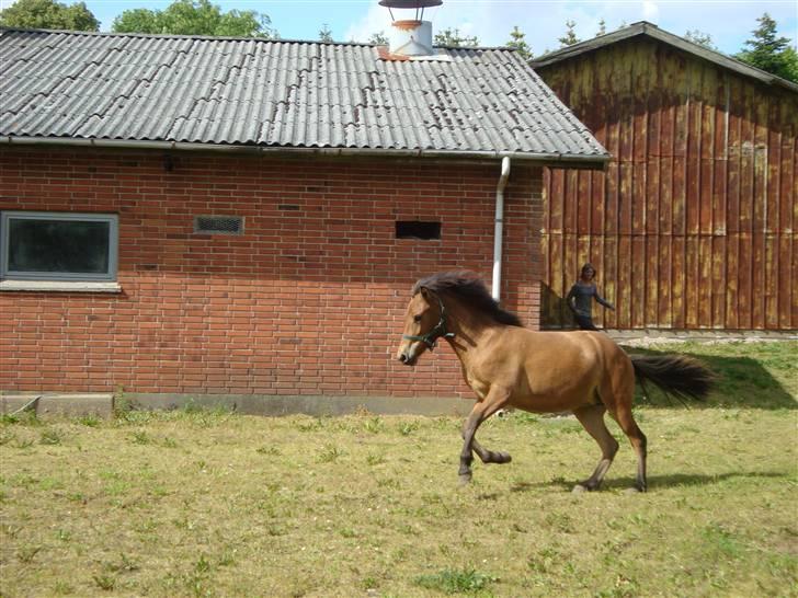 Islænder Myra || fra Dalsgaard billede 14