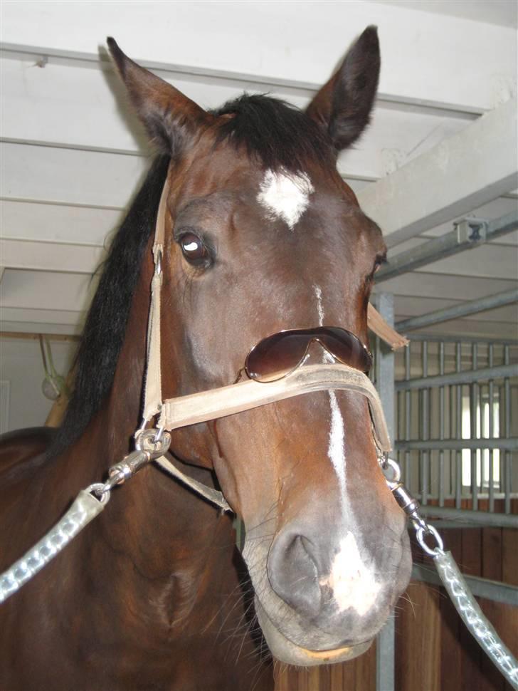 Hollandsk Varmblod Liza Aflivet d.29 oktober - liza kører stilen<3 foto: tillo billede 14