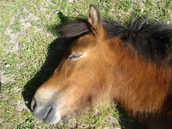 Islænder Myra || fra Dalsgaard billede 17