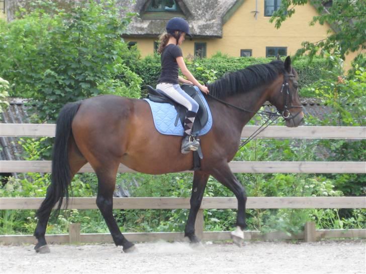 Hollandsk Varmblod Liza Aflivet d.29 oktober - dressur træning. foto tillo billede 15