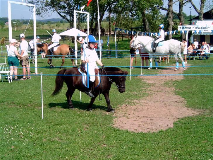 Shetlænder Speedy - 8) meget lang tid siden xD billede 8