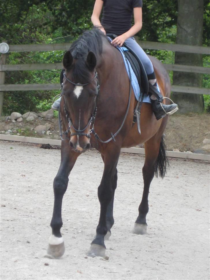 Hollandsk Varmblod Liza Aflivet d.29 oktober - man kan godt gå i holdning med lange tøjler når man hedder liza ;D foto: tillo billede 16