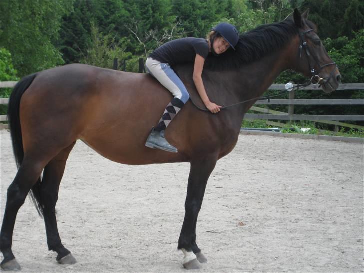 Hollandsk Varmblod Liza Aflivet d.29 oktober - bamsekrammer. foto: tillo billede 17