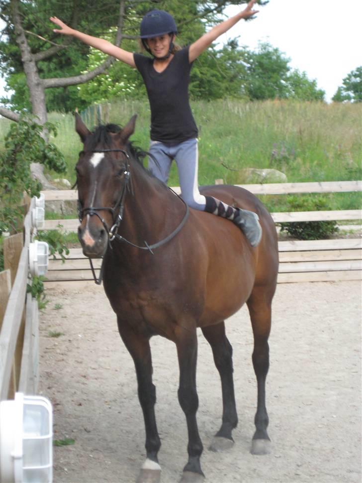 Hollandsk Varmblod Liza Aflivet d.29 oktober - gymnastik foto: tillo billede 18