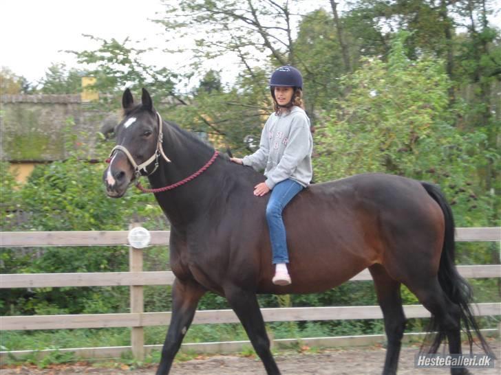 Hollandsk Varmblod Liza Aflivet d.29 oktober - en hygge tur ;D foto: emma billede 19