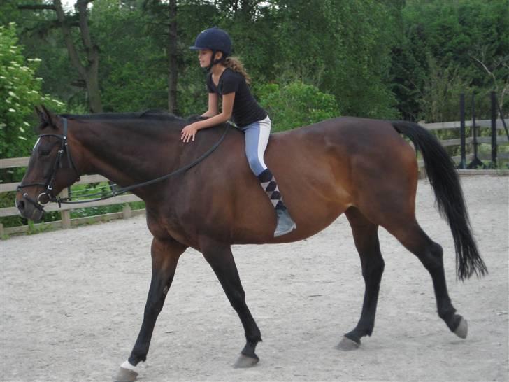 Hollandsk Varmblod Liza Aflivet d.29 oktober - og så får hun klap fordi hun har været så dygtig foto: tillo billede 20