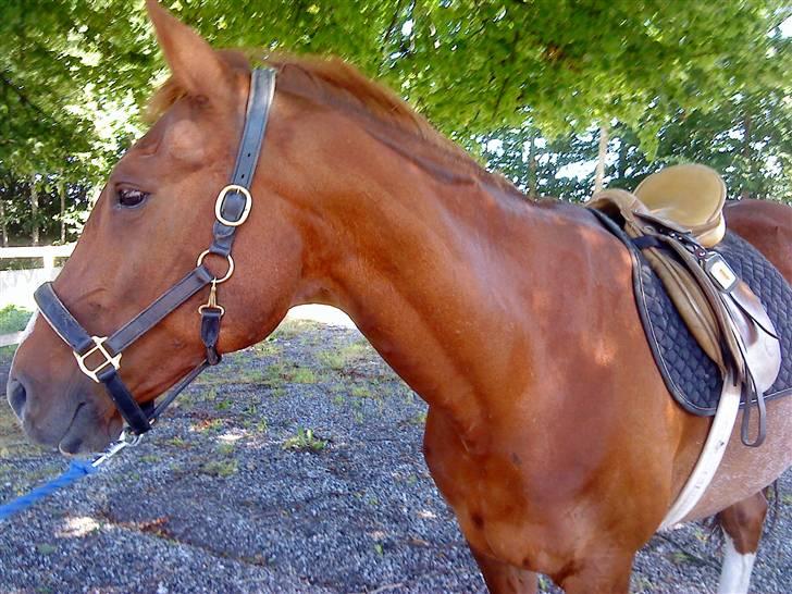 Oldenborg Winnie billede 18