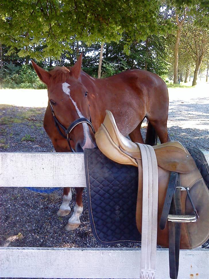 Oldenborg Winnie billede 19