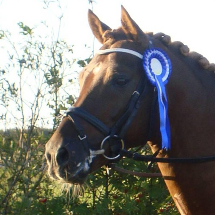 Tysk Sportspony Dancer 94 - Dancer til sydjysk mesterskab for hold : D vi blev nr. 2 <3 billede 16