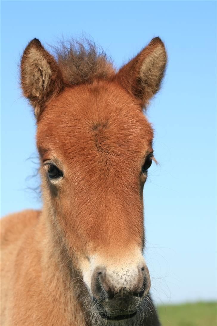 Islænder Fjóla - er jeg ikke fin? :o) billede 1