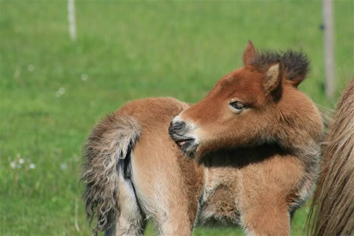 Islænder Fjóla - Uha det klør . billede 2