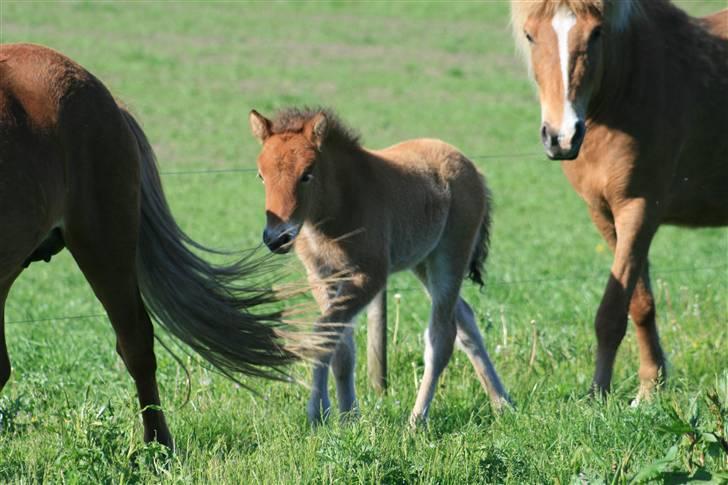 Islænder Fjóla billede 3