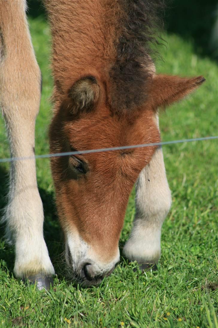 Islænder Fjóla billede 4