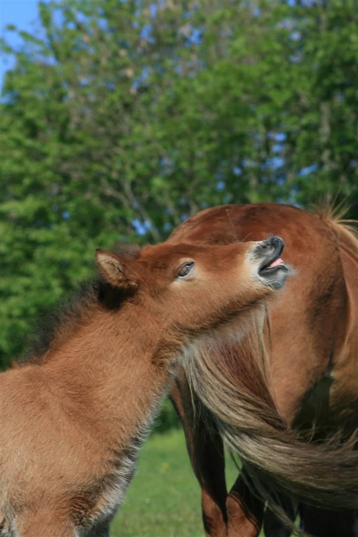 Islænder Fjóla billede 5