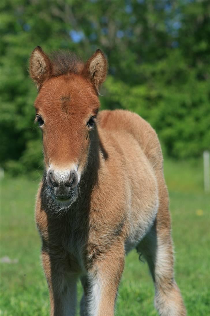 Islænder Fjóla billede 6