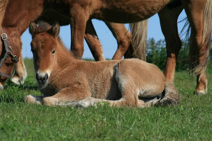 Islænder Fjóla billede 7