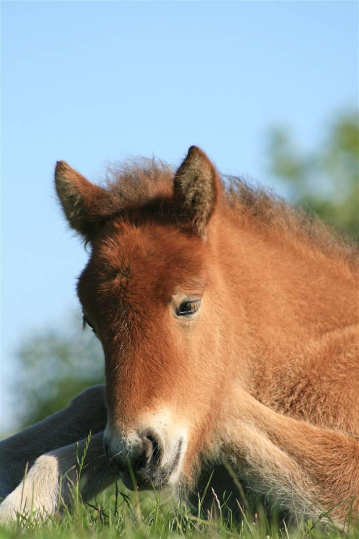Islænder Fjóla billede 8