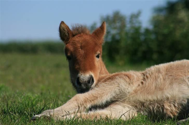 Islænder Fjóla billede 9
