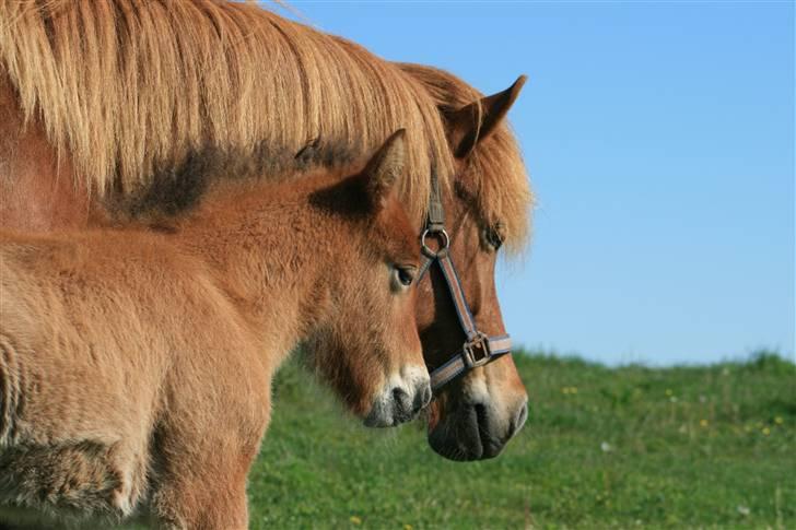Islænder Fjóla billede 10