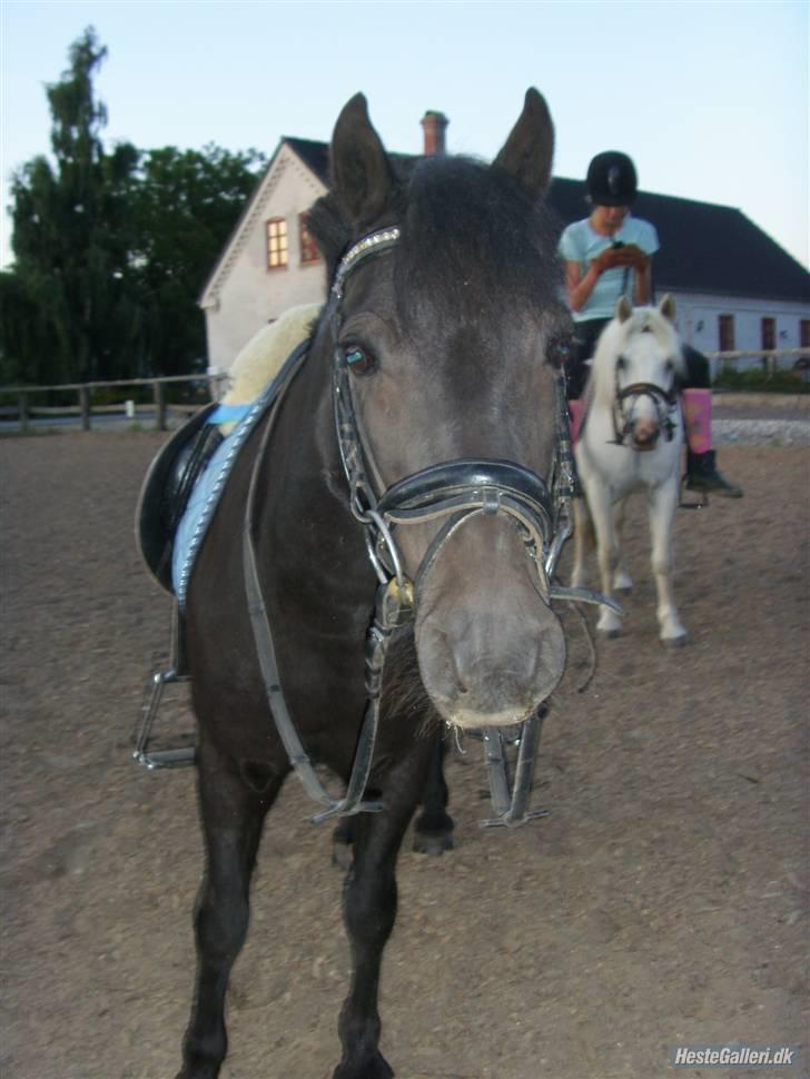 Welsh Mountain (sec A) Tarzan  - Er han ikk nuttet!<33 sygt jeg elsker diq!!<33:-* | Foto miq billede 17
