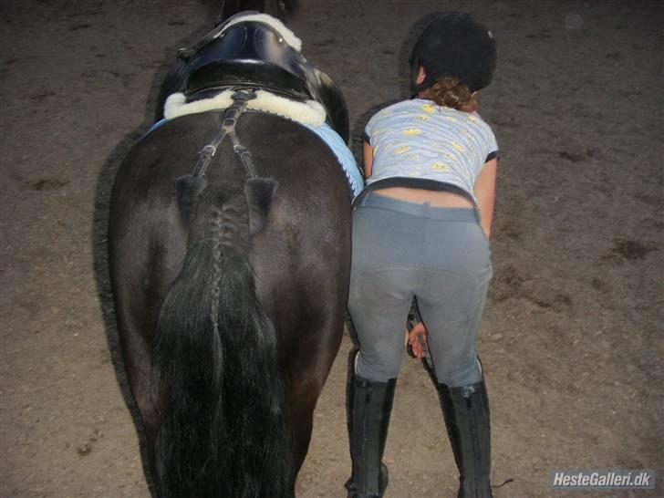 Welsh Mountain (sec A) Tarzan  - Haha, elsker det billed!<3xD | Foto miq billede 18