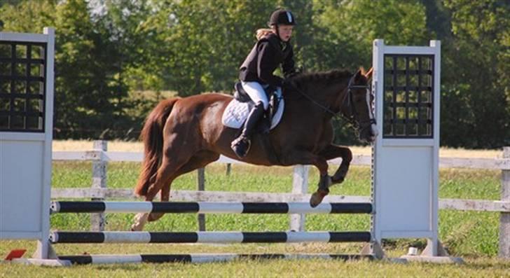 New Forest sasha - Første spring stævne billede 8