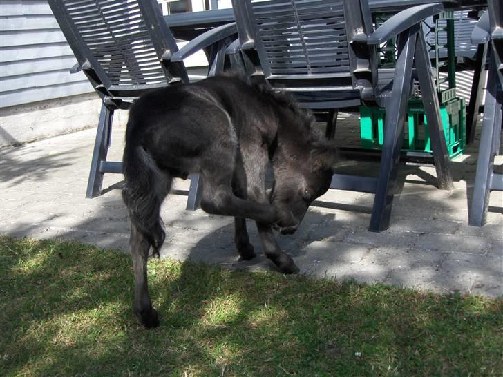 Anden særlig race † Pindstruphavens Turbo † - Turbo der klør sig elskede den pony (kopiring ikke tilladt) billede 6