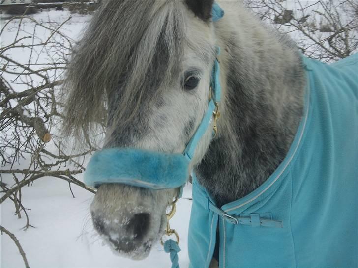 Welsh Pony (sec B) NM Porsche - Dengang :´( - NR. 16) Jeg tror ikke på  gud, men på Dig & Mig! <3 billede 16