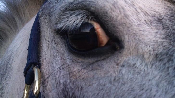 Welsh Pony (sec B) NM Porsche - Dengang :´( - NR. 18) Jeg ser mere i dit øje, end i hele verden!! <3 billede 18