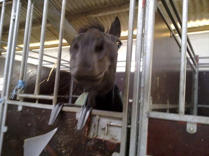 Traver Exposito Attack - Skøre hest. I boksen på Tronsøskolen billede 8