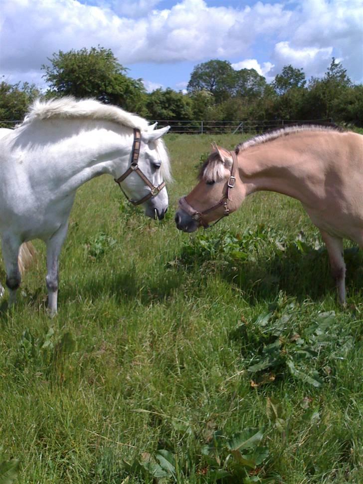 Fjordhest Karamel (solgt) - siger pænt hej til cha cha billede 13
