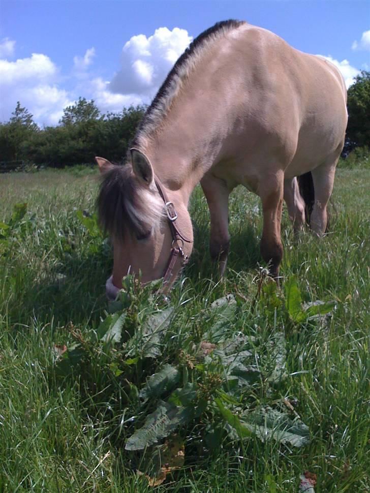 Fjordhest Karamel (solgt) - mmm.. græs er godt, græs er sundt, græs ku spises året rundt billede 14