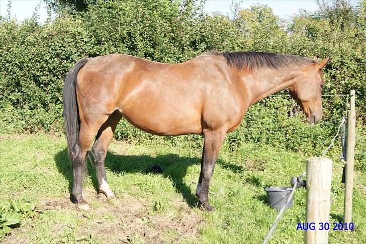 Dansk Varmblod Drudgaards Mylady >>Avl<< - 20 uger henne. billede 8