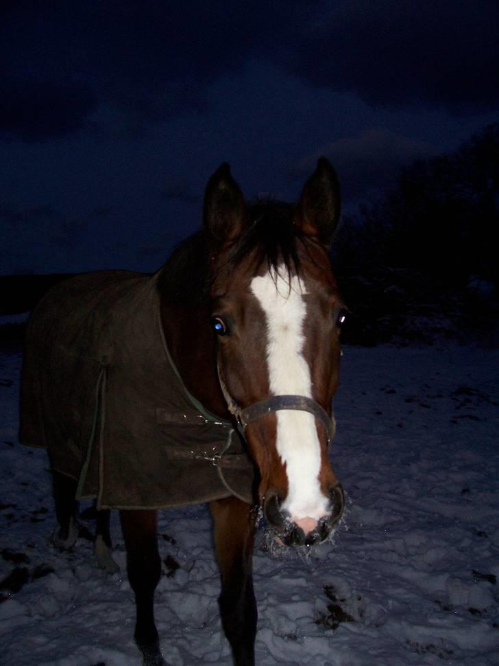 Dansk Varmblod Drudgaards Mylady >>Avl<< - Mylle i sneen 19.12.2009 billede 9